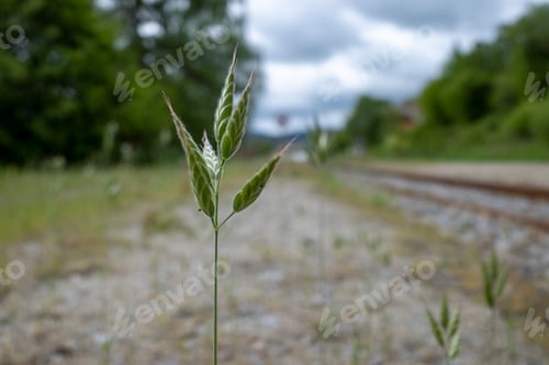 Preview: Solitary plant sprouting on train tracks, starting to grow