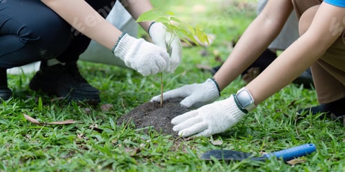 Preview: Volunteers planting trees for environmental conservation, saving the world through community service