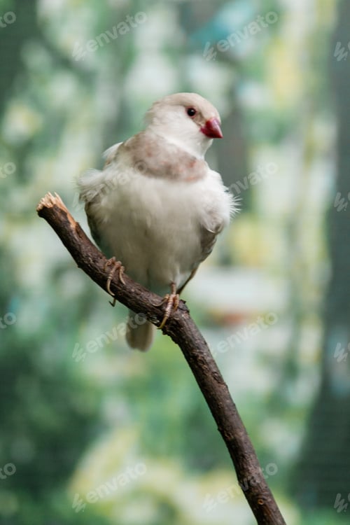 Preview: Beautiful birds Astrild (Estrildidae) sitting on a branch