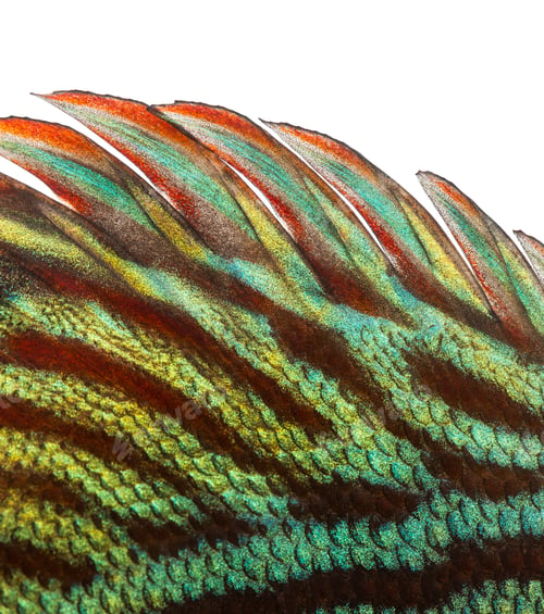 Preview: Close-up of a Blue snakeskin discus' dorsal fin, Symphysodon aequifasciatus, isolated on white