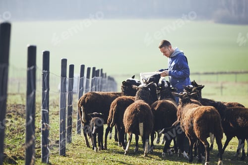 Preview: Sunny morning on the rural farm