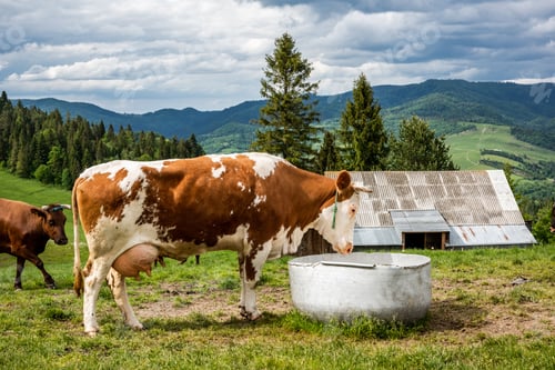 Preview: Cows drinking water in farm located in Pieniny Mountains, Poland