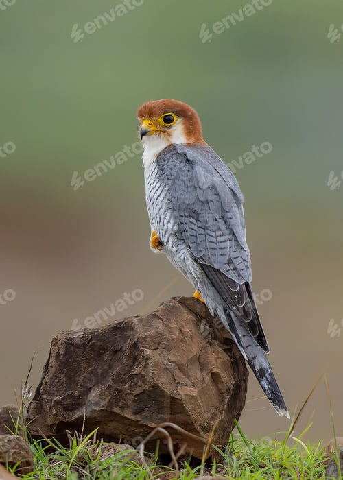 Preview: Vertical shot of a red-necked falcon perched on the rock in a rural area in a blurred background