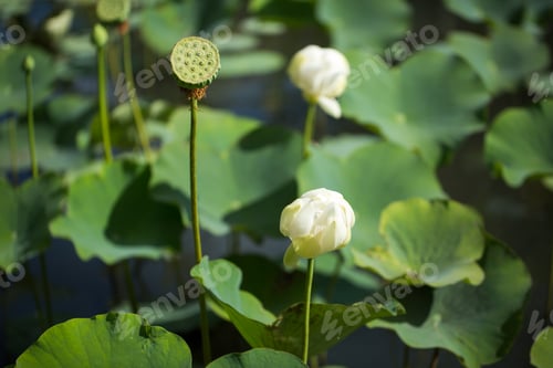 Preview: Shower shaped faded lotus flower in Sir Seewoosagur Ramgoolam Botanical Garden, Mauritius