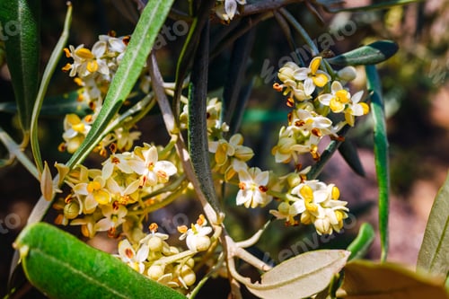 Preview: Olive tree pollen is highly allergic to people with respiratory problems and allergies.