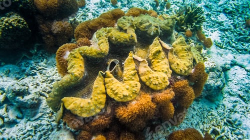 Preview: Giant colorful clam Tridacna gigas grows in the bottom in Raja Ampat, Indonesia