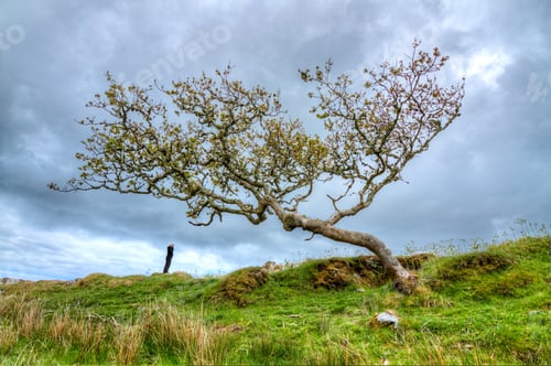 Preview: Person Under a Windswept Tree in Scotland