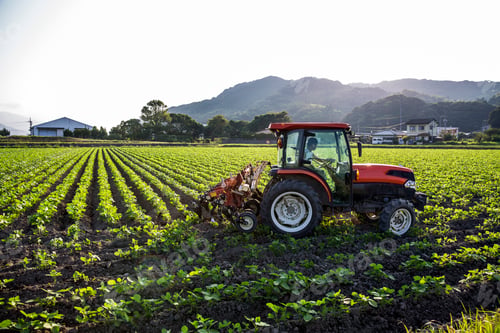 Preview: Japanese farmer driving red tractor through a field of soy bean plants.
