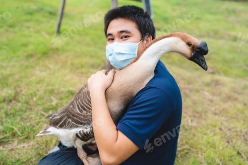 Preview: goose farming, animal living in nature farm, white goose bird or big duck with feather