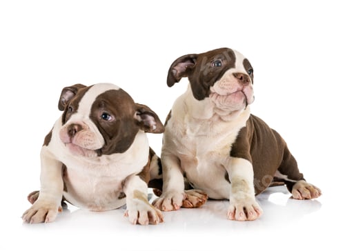 Preview: puppies american bully