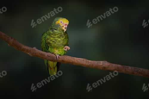 Preview: Yellow-faced Parrot bird (Alipiopsitta xanthops)