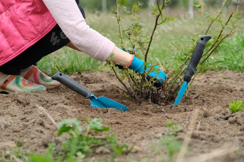 Preview: Closeup of gardeners hand working the soil under rose bush, spring gardening