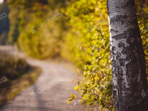 Preview: traditional forest of central Russia, summer sunset