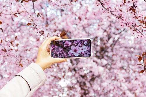 Preview: Woman’s hand holding a mobile phone snapping pink flowers in an almond tree, taking photos