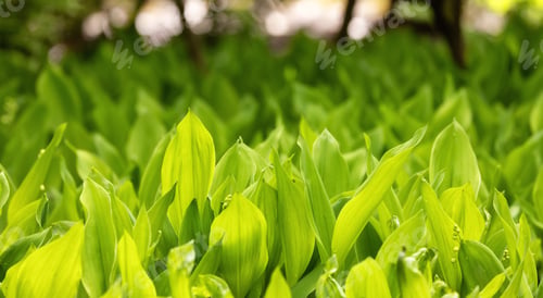 Preview: Close up View of Colorful Green Leafs in garden. Deer Lake Park