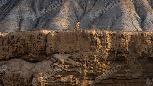 Preview: Lioness on a mountain slope