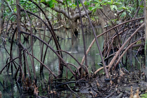 Preview: mangrove tree roots that grow above sea water. Mangroves function as plants