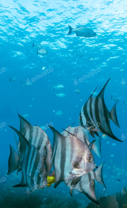 Preview: Underwater view with school fish in ocean. Sea life in transparent water