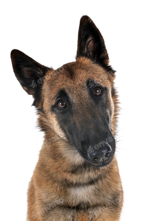Preview: malinois in studio