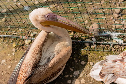 Preview: Beautiful white pelican in the open-air cage