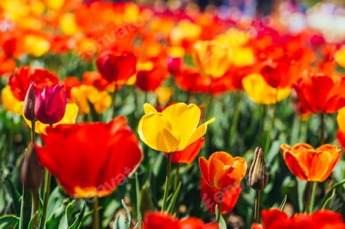 Preview: Tulip. Beautiful bouquet of tulips. colorful tulips.
