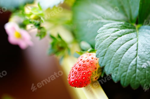 Preview: Young strawberry plant growing indoors on a windowsill