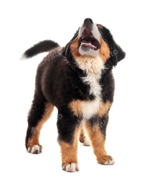 Preview: Adorable Bernese Mountain Dog puppy on white background
