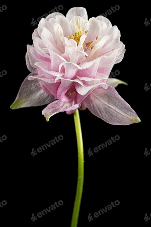 Preview: Pink flower of aquilegia, blossom of catchment closeup, isolated on black background