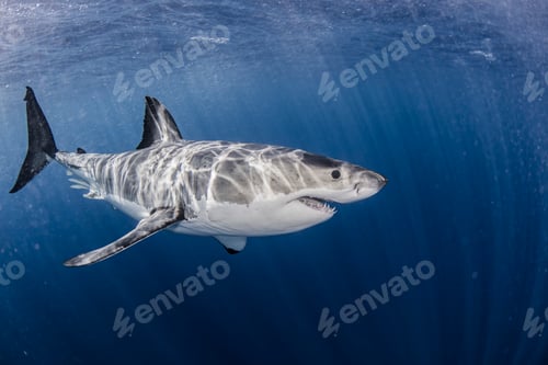Preview: Mexico, Guadalupe Island, Great white shark in sea