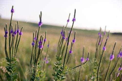Preview: Shallow focus of purple Hoary vervain plant