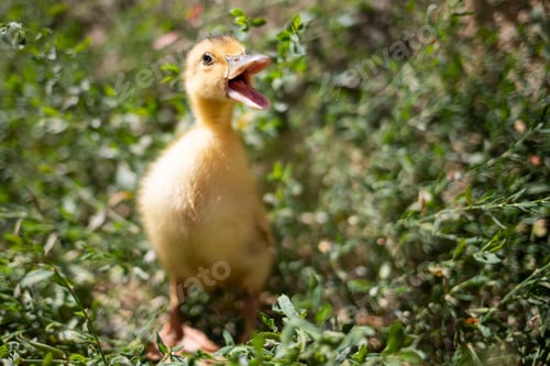 Preview: Portrait of a little funny duckling on a background of green grass.