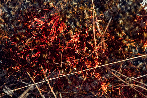 Preview: Closeup shot of ground of the forest with dry branches and leaves, a beautiful fall background