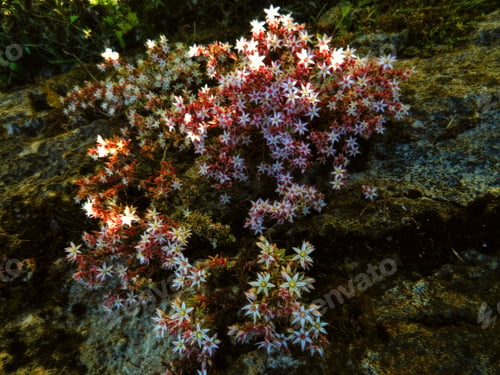 Preview: Closeup of beautiful flowers on bushes in sunlight