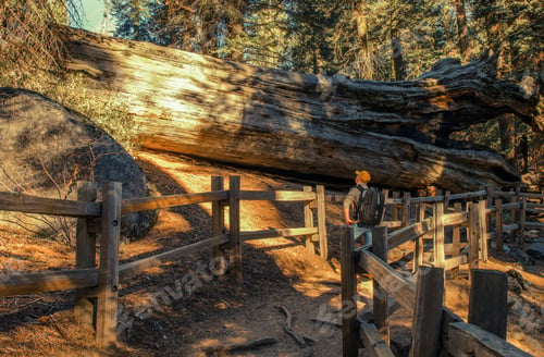Preview: Exploring Giant Sequoia Grove