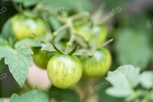 Preview: Tomato plant