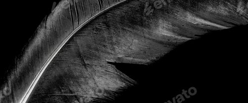 Preview: blue bird feather on black isolated background