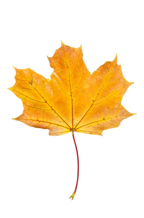 Preview: Yellow autumn maple leaf isolated on white background