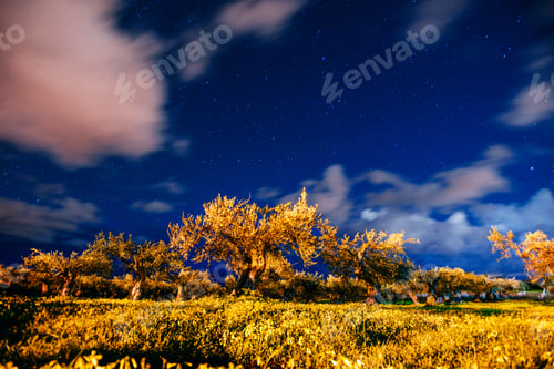 Preview: Yellow tree and starry sky