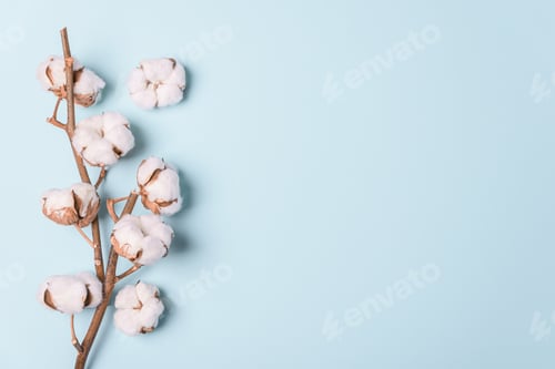 Preview: Branch of white cotton flowers on green background. Top view