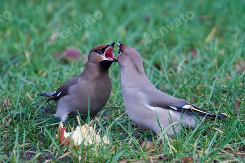 Preview: Bohemian waxwing (Bombycilla garrulus)