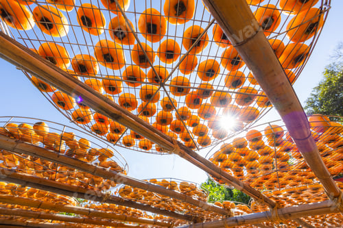 Preview: Dry freshly harvested persimmons in factory