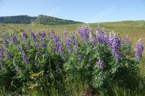 Preview: Closeup on rich purple flowering Pursh's silky lupine shrubs, Lupinus sericeus, Oregon