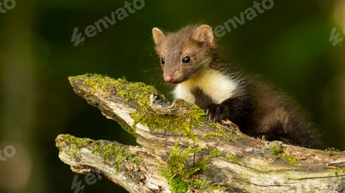 Preview: Little beech marten cub crawling on branch in spring forest