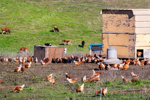Preview: Free-range chicken farm
