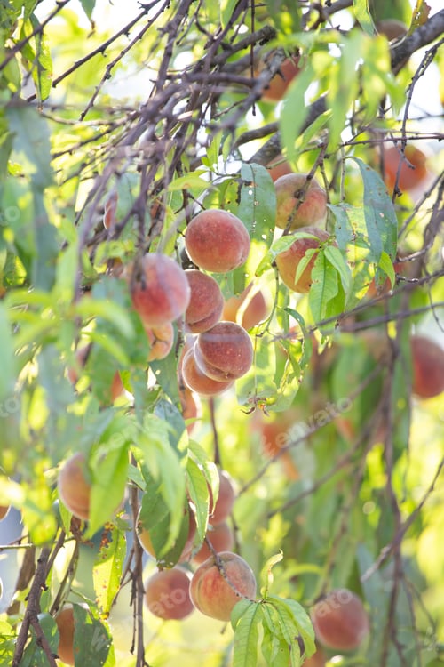 Preview: Ripe sweet peach fruits grow on a peach tree branch