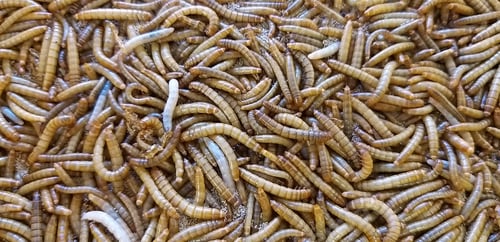 Preview: Mealworms is a kind of food for the fish