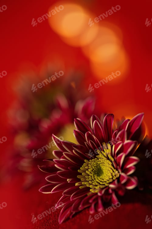 Preview: Red flower on red background.