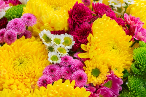 Preview: Bunch of mum flowers