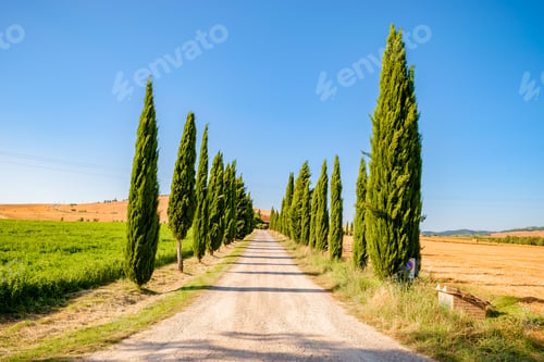 Preview: Typical Tuscan cypress street in Val d'Orcia