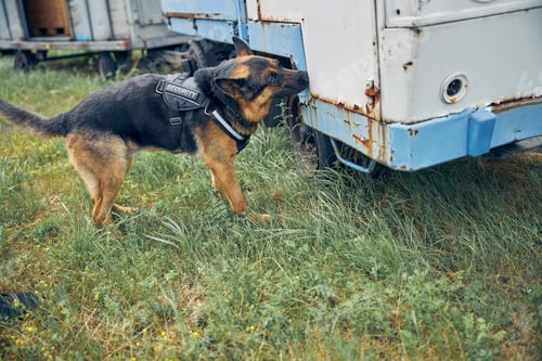 Preview: German Shepherd dog inspecting old rusty car